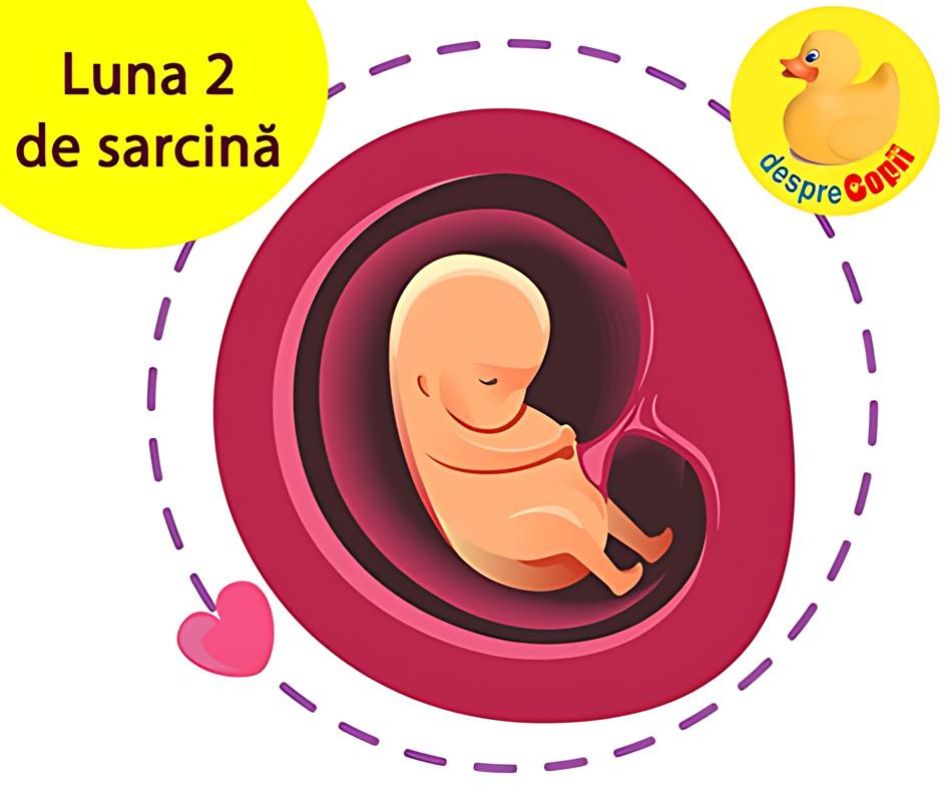 Luna 2 de sarcina. Esti la apogeul greturilor si la prima bataie a inimii bebelusului tau