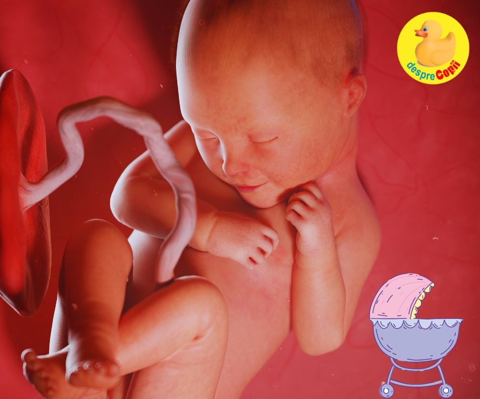 Nasterea din punctul de vedere al unui bebelus. Iata prin ce trece si ce simte bebe in timpul nasterii