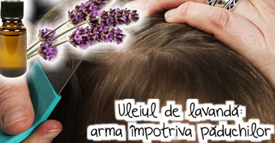 Uleiul esential de lavanda: arma naturala impotriva paduchilor