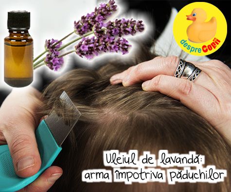 Uleiul de lavanda: arma impotriva paduchilor