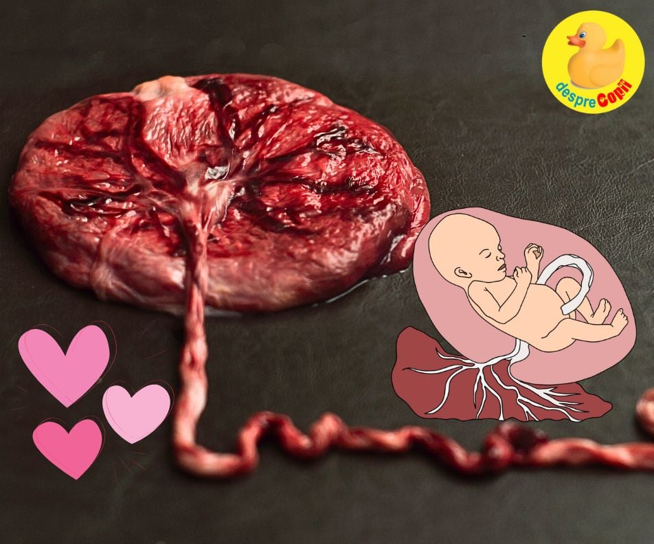 7 lucruri posibile de facut cu placenta