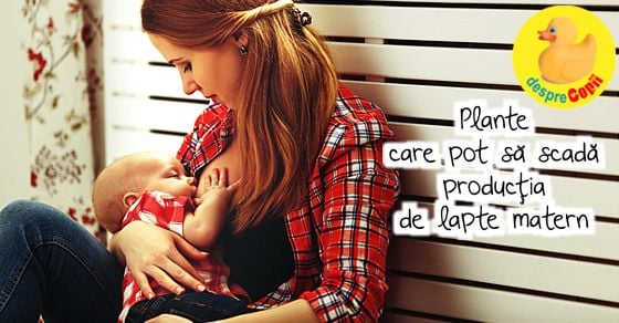 Plante care pot sa scada productia de lapte matern