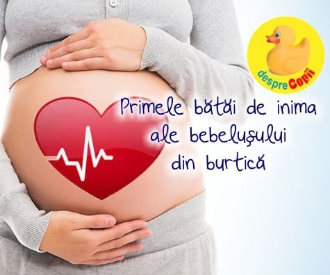 Primele batai de inima ale bebelusului din burtica
