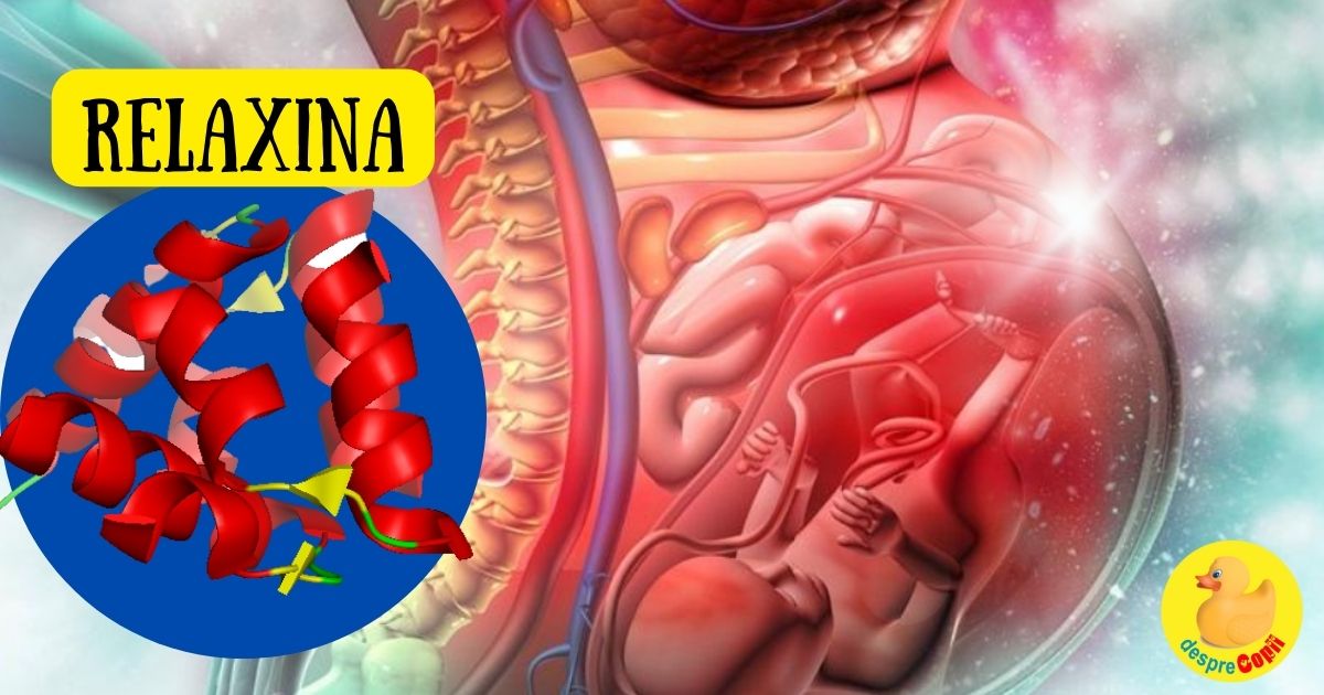 Relaxina: rolul esential al acestui hormon in timpul sarcinii si nasterii si micile sale neplaceri