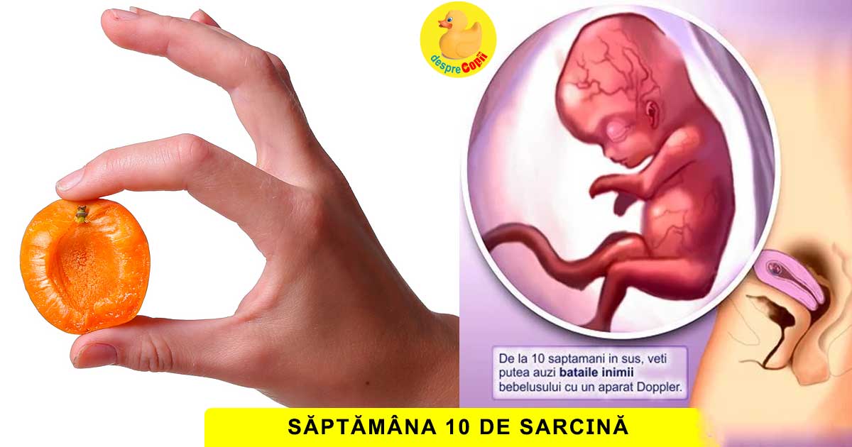 Saptamana 10 De Sarcina Toate Organele Bebelusului S Au Format Si De Acum Doar Vor Creste Desprecopii Com Saptamana 10 De Sarcina Toate Organele Bebelusului S Au Format Si De Acum Doar Vor Creste Desprecopii Com