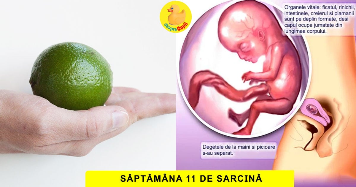 Saptamana 11 De Sarcina Bebe E Tot Mai Nazdravan Si E Acoperit Cu Pufulet Fin Video Desprecopii Com