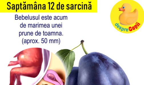 Sarcina 12 saptamani dimensiuni