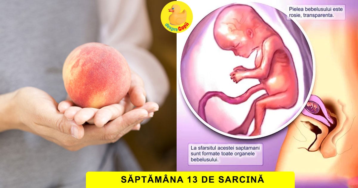 Saptamana 13 De Sarcina Toate Organele Sunt Formate Cu Video Desprecopii Com Saptamana 13 De Sarcina Toate Organele Sunt Formate Cu Video Desprecopii Com