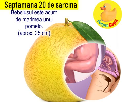 Saptamana 20 de sarcina