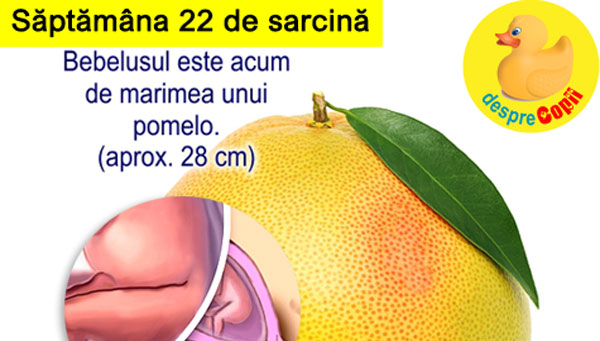 Saptamana 22 De Sarcina Cu Video Desprecopii Com Saptamana 22 De Sarcina Cu Video Desprecopii Com