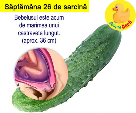 Saptamana 26 de sarcina cu VIDEO