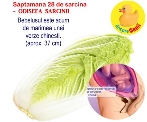 Saptamana 28 de sarcina