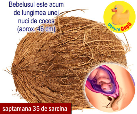 Saptamana 35 de sarcina