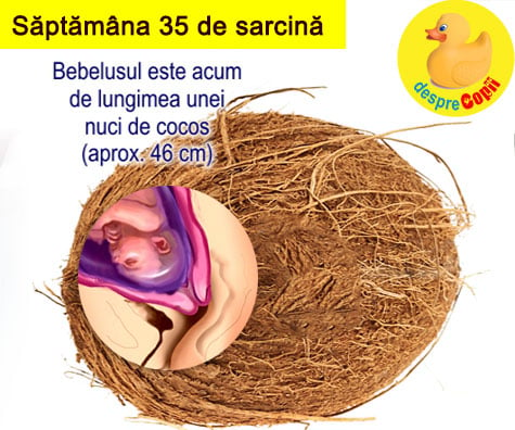 Saptamana 35 de sarcina: bebe creste in continuare si se acopera cu grasime (VIDEO)