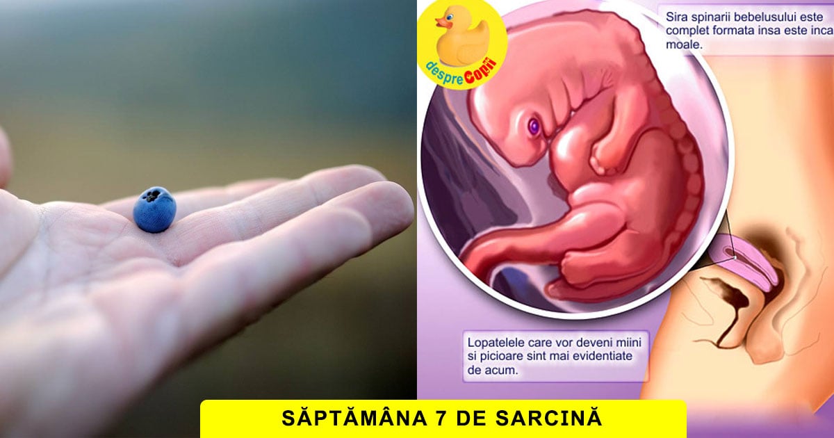 Saptamana 7 De Sarcina Apar Mugurasii Pentru Picioare Si Maini Video Desprecopii Com Saptamana 7 De Sarcina Apar Mugurasii Pentru Picioare Si Maini Video Desprecopii Com
