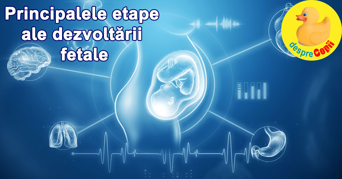 Sarcina: principalele etape ale dezvoltarii fetale. Iata prin ce evenimente importante trece bebe cand creste in burtica.