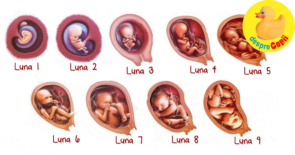 Menstruatie normala in prima luna de sarcina