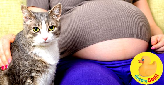 Sarcina si pisica - cum ne ferim de toxoplasmoza?