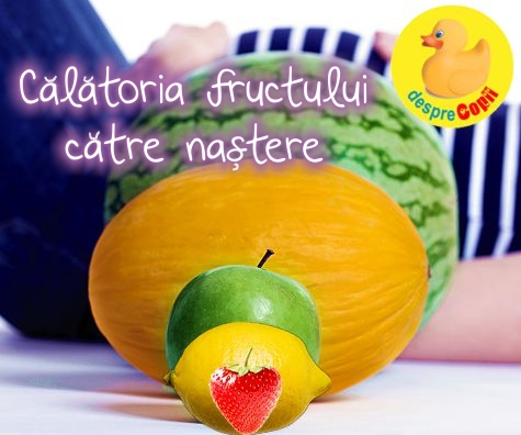 Sarcina pe saptamani, calatoria fructului catre nastere