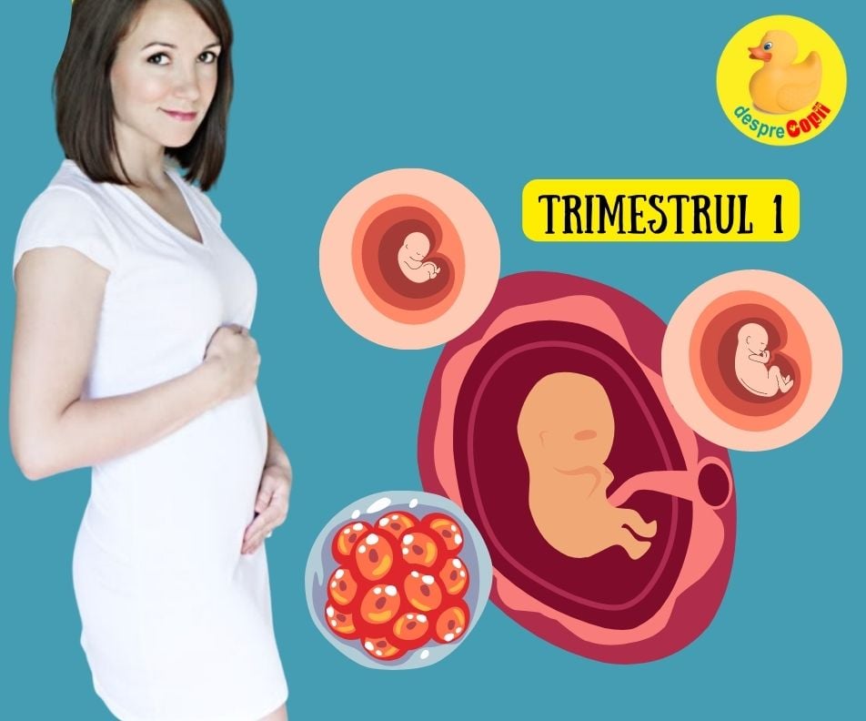 Primul trimestru de sarcina: saptamanile ESENTIALE pentru fat