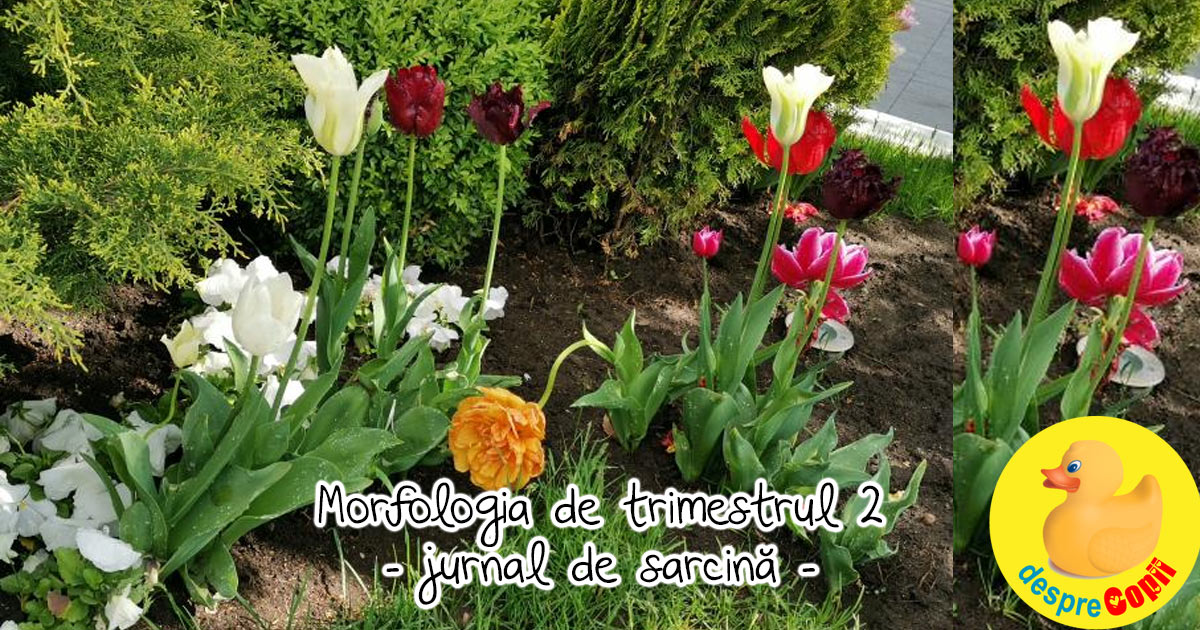 Morfologia de trimestrul 2 cu tiroidita autoimuna - jurnal de sarcina