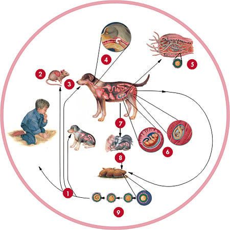 /Images/Toxocara-Canis-ciclu-de-viata.jpg