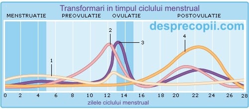 ovulația în timpul unei erecții)