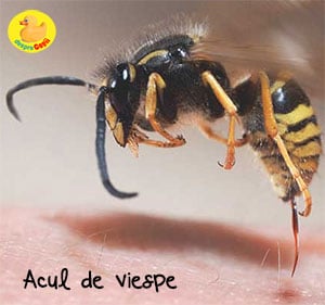 Simplify Digital More Intepatura de albina sau viespe: iata ce e de facut si ce riscuri sunt |  Desprecopii.com