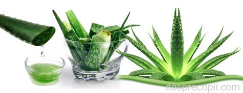 Crema aloe vera facuta in Casa