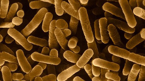 shark Humiliate Infinity Buretele de bucatarie, hotelul bacteriilor din casa | Desprecopii.com shark Humiliate Infinity Buretele de bucatarie, hotelul bacteriilor din casa | Desprecopii.com