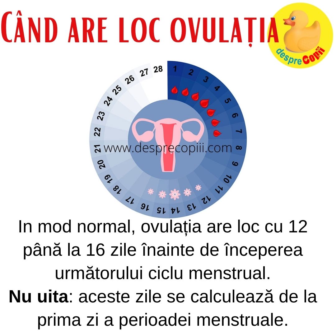 cand are loc ovulatie