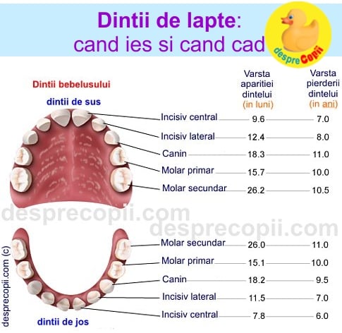 dinti lapte cand apar si cand cad