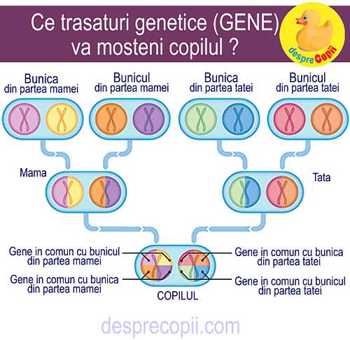 copil gene parinti