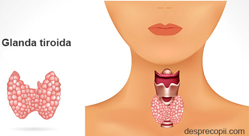 Tiroida Si Legatura Cu Kilogramele In Plus Desprecopii Com