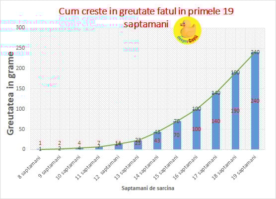 diagrama crestere fetala 19 saptamani