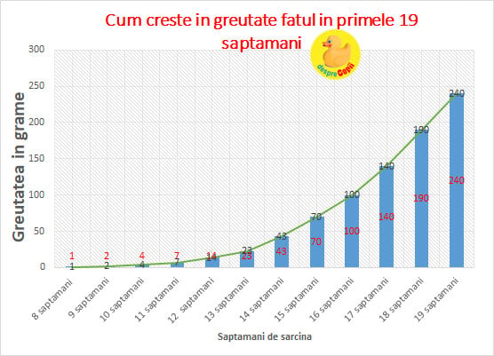 diagrama crestere fetala 19 saptamani