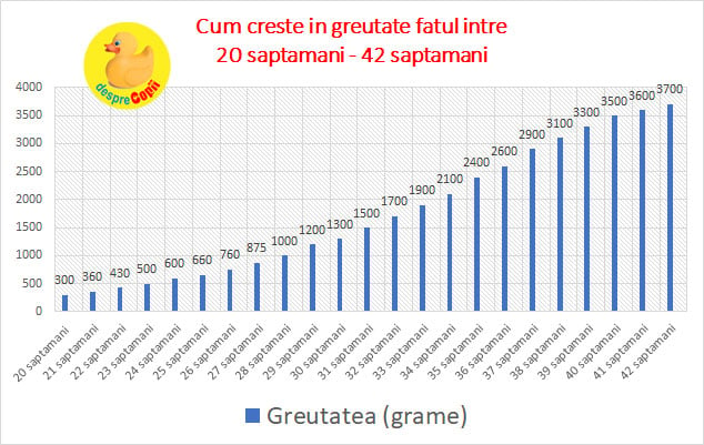 diagrama crestere fetala 20-42 saptamani