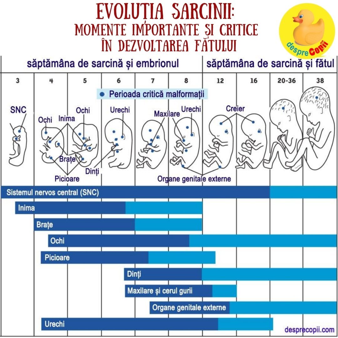 sarcina pe saptamani - dezvoltarea organelor