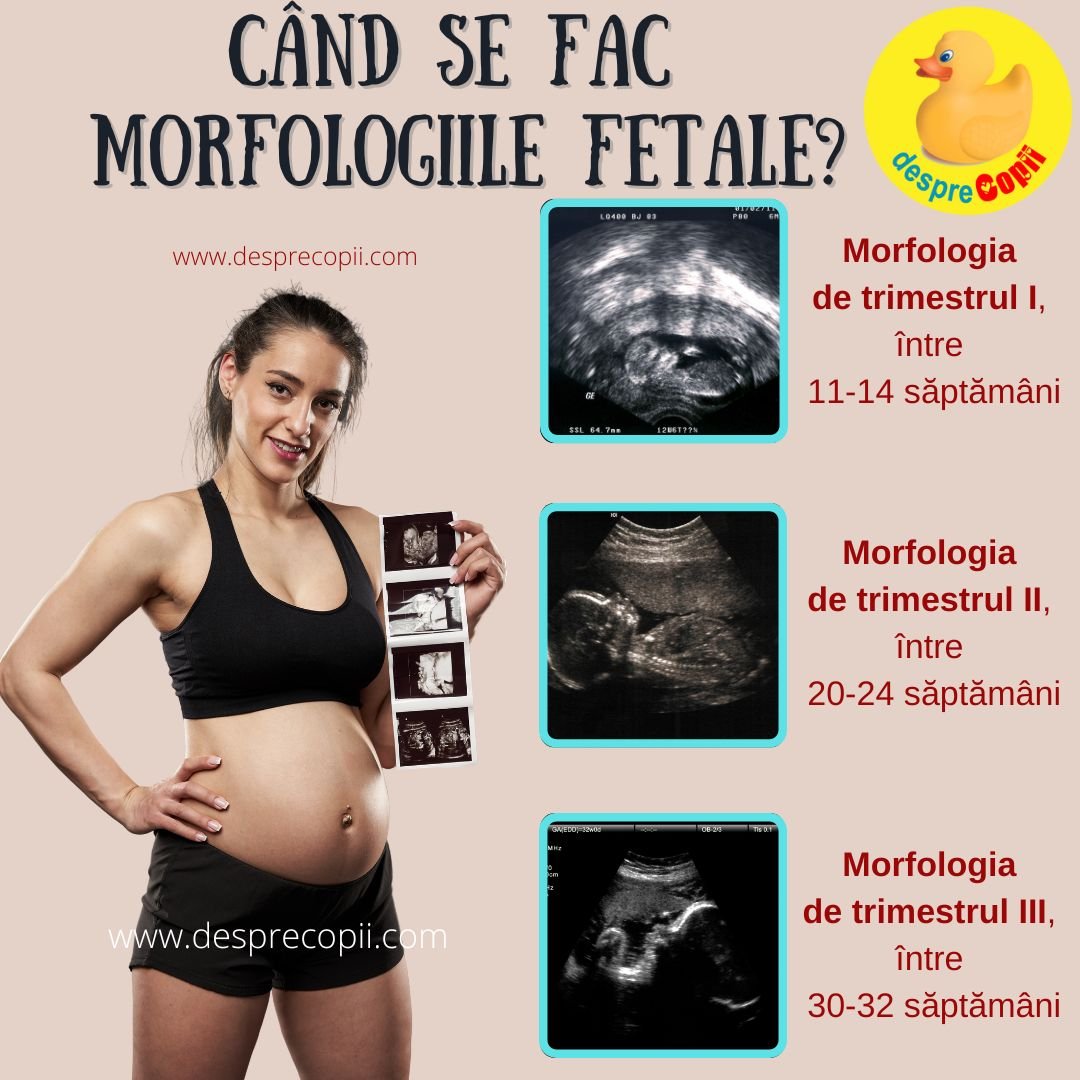 morfologie fetala sarcina