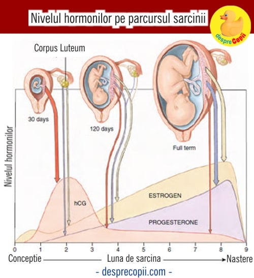 hormoni sarcina