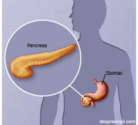 Pancreasul este o glanda cu dimensiune de 12-15 cm localizata in spatele stomacului. 