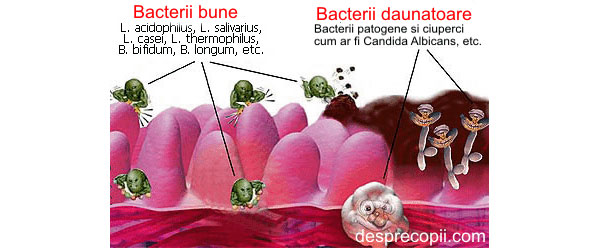 probiotice