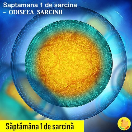 saptamana 1 sarcina