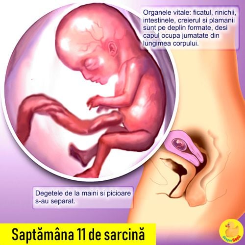 analogie Subordonat dinamică  Saptamana 11 de sarcina: bebe e tot mai nazdravan si e acoperit cu pufulet  fin (video) | Desprecopii.com