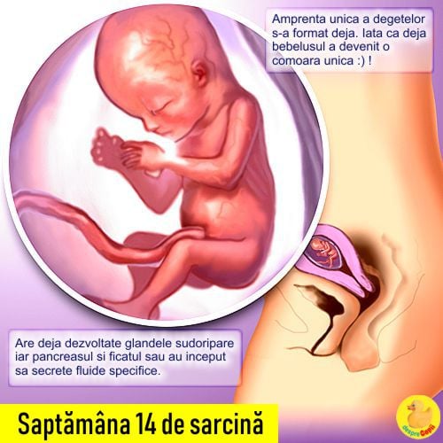 Uterul in saptamana 13