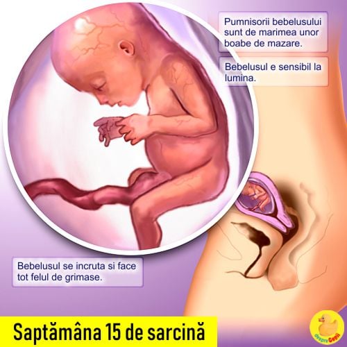 Saptamana 15 De Sarcina Cu Video Desprecopii Com