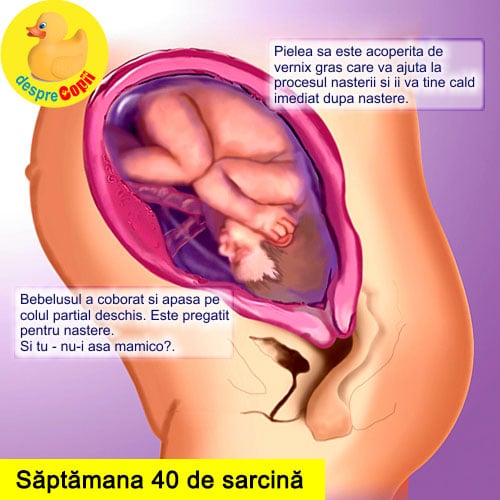 saptamana 40 sarcina