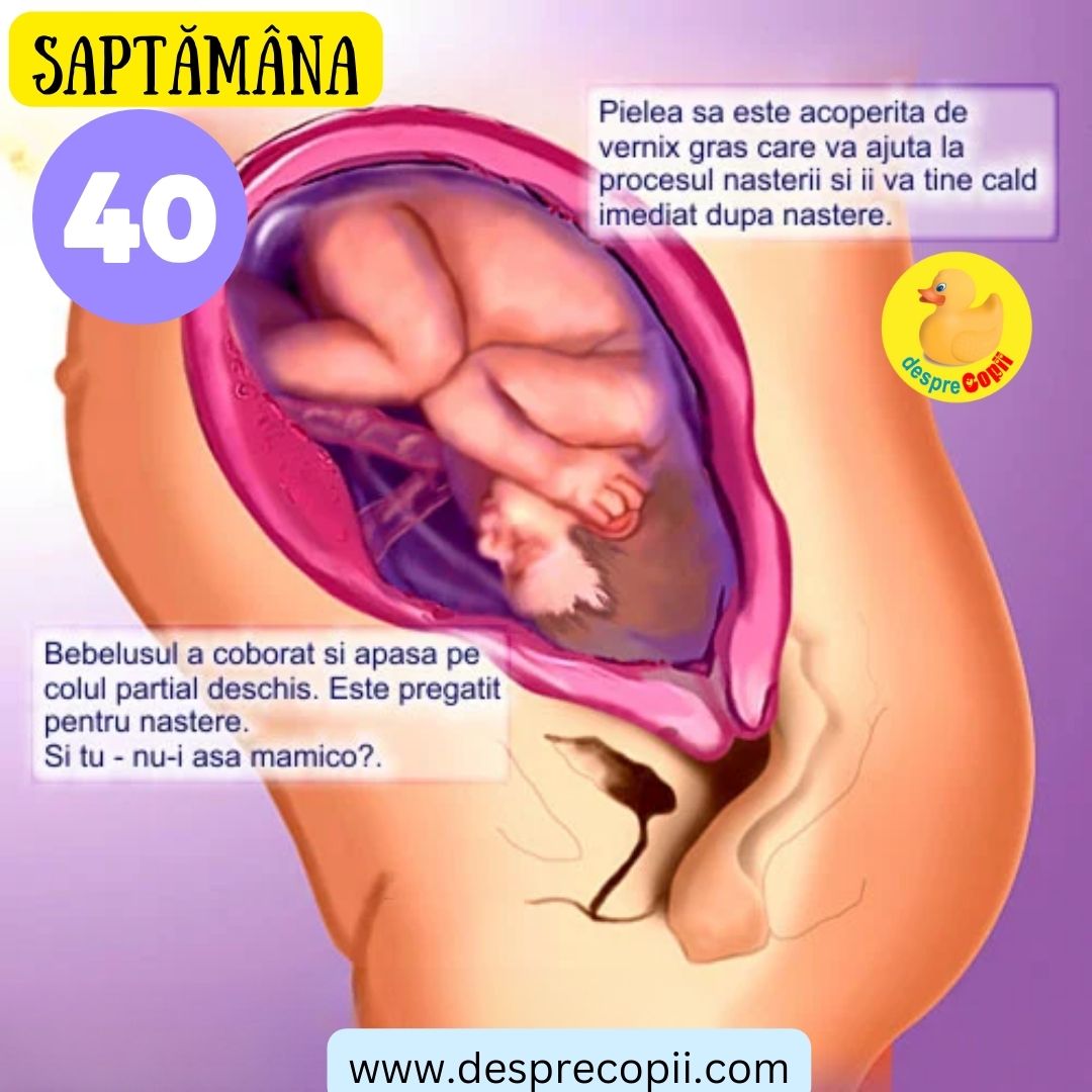 saptamana 40 sarcina