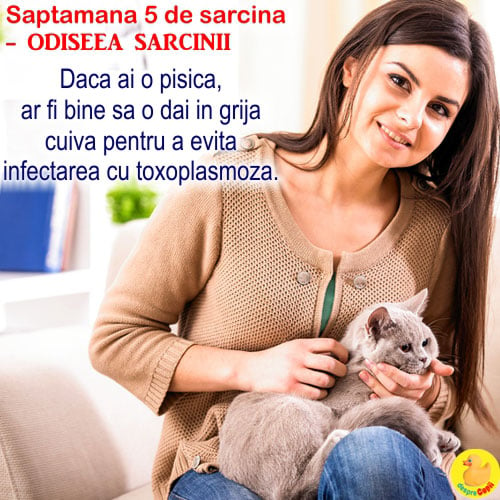 Cat de mare este burta in Saptamana 5 de sarcina -  de acum bebe se numeste EMBRION