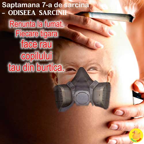 Cat de mare este burta in saotamana 7 Saptamana 7 de sarcina: apar mugurasii pentru picioare si maini (video)